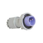 CEBA - Fiche mâle 24V - 2P - 16A - P17 - IP67 - norem CEE 17