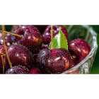 ACSO - Dynaver GS - 600W - Cherries - 1185x585x39 - Sans régul - 230V