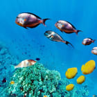 ACSO - Dynaver GS - 300W - Fishes - 585x585x39 - Sans régul - 230V