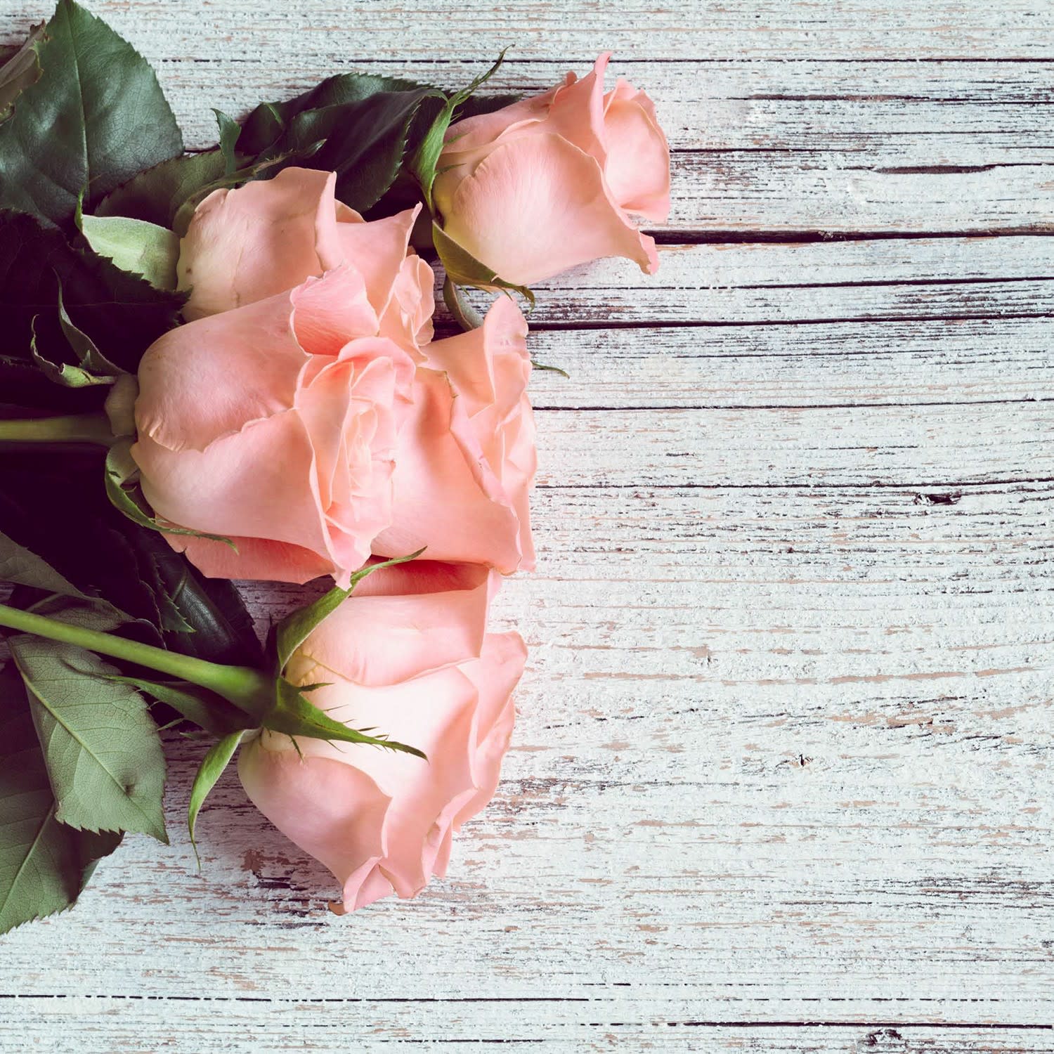 ACSO - Dynaver GS - 300W - Roses - 585x585x39 - Sans régul - 230V