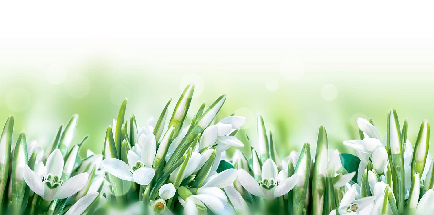 ACSO - Dynaver GS - 600W - Snowdrops - 1185x585x39 - Sans régul - 230V