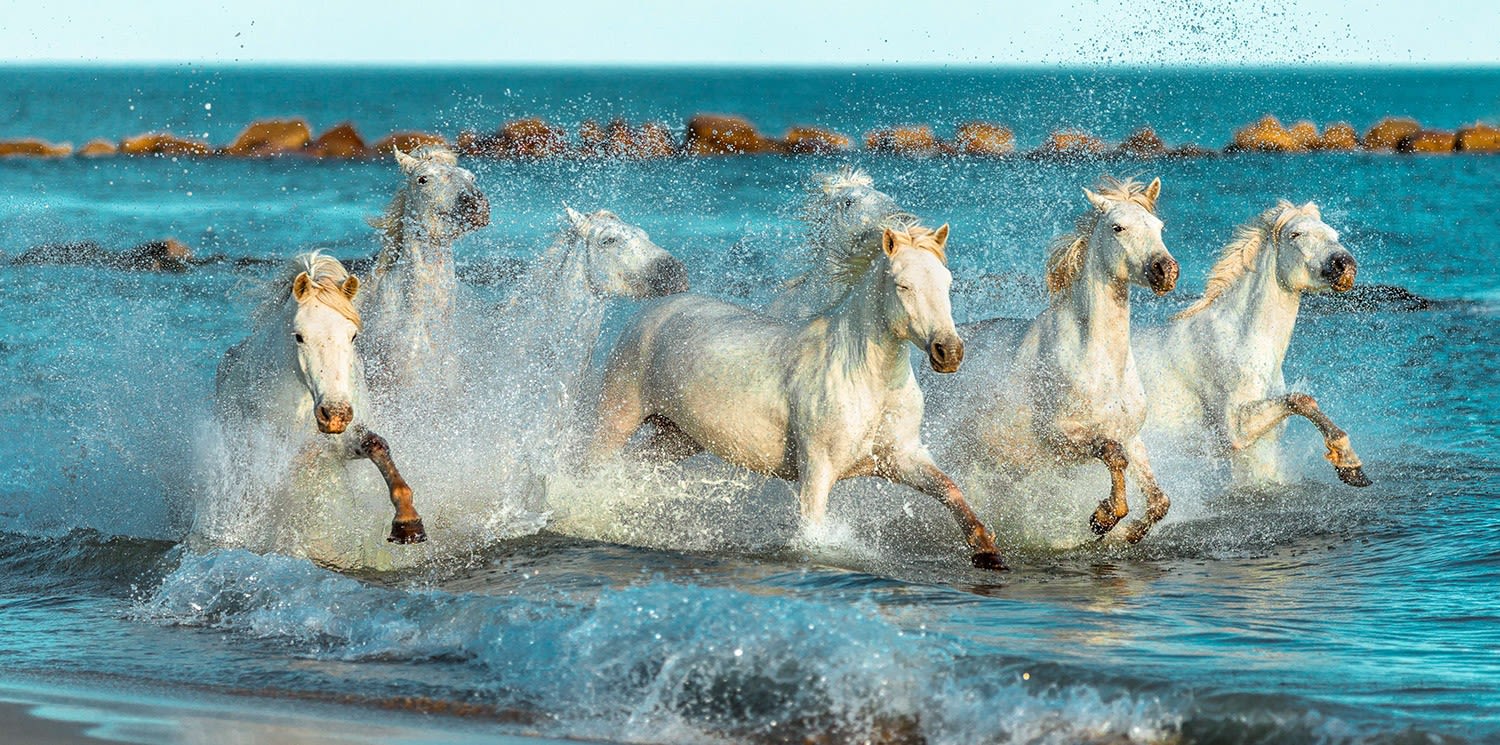 ACSO - Dynaver GS - 600W - White Horses - 1185x585x39 - Sans régul - 230V