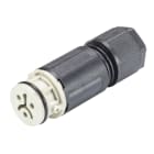 Wieland - Connecteur RST08i2 femelle à vis gris