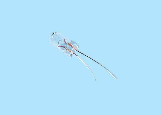 Enix - Ampoule a filament OR3023 T1 T1 3,17X6,35 12V 30mA