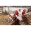 Vignette Photo produit ambiance 4