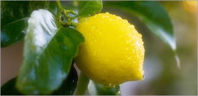 Teddington - Bidon 5 Litres d'émulsion d'huiles essentielles parfum Cajeput-citron