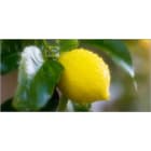 Teddington - Bidon 5 Litres d'émulsion d'huiles essentielles parfum Cajeput-citron