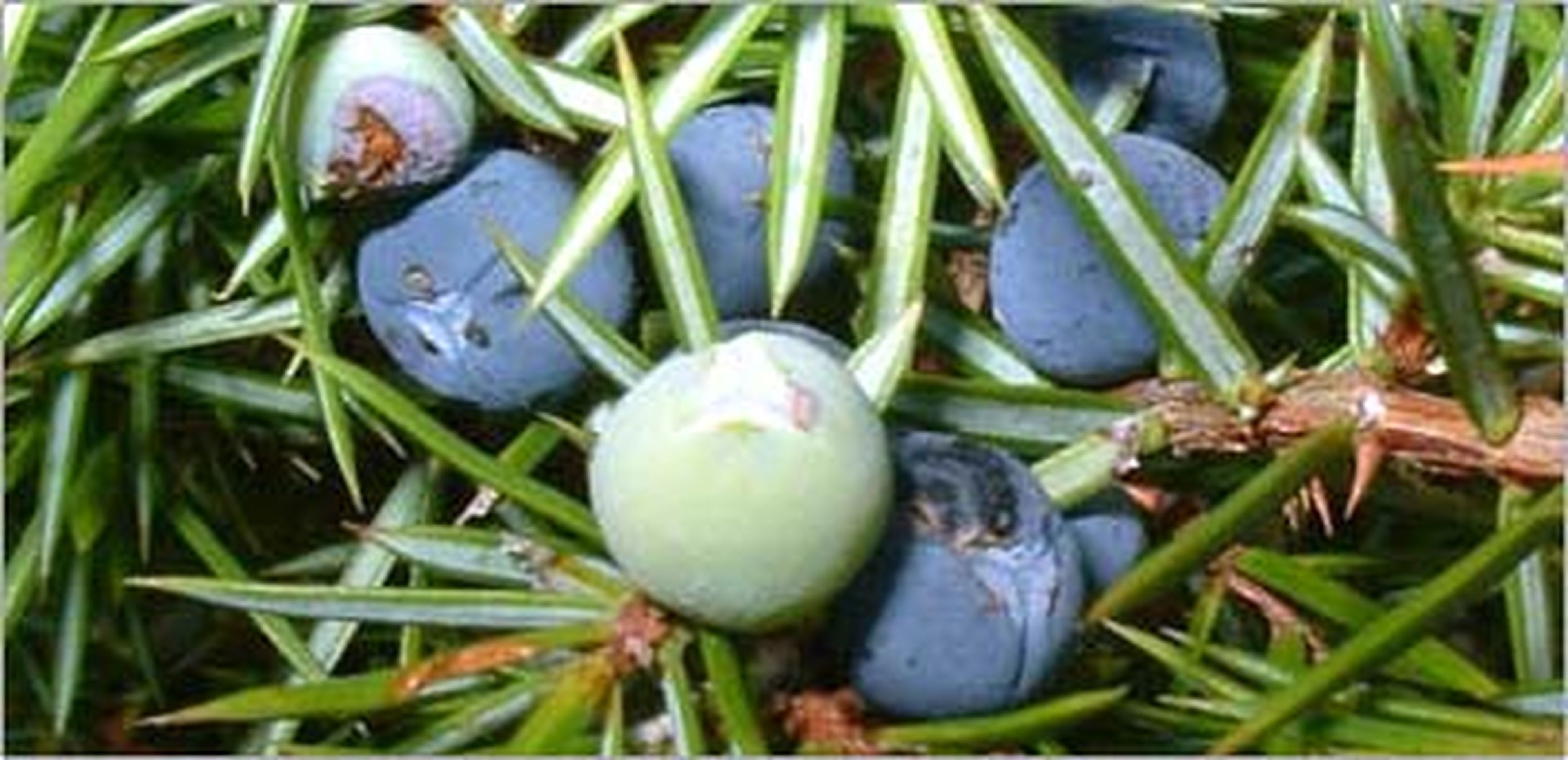 Teddington - Bidon 5 Litres d'émulsion d'huiles essentielles parfum Elinya