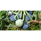 Teddington - Bidon 5 Litres d'émulsion d'huiles essentielles parfum Elinya