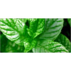 Teddington - Bidon 5 Litres d'émulsion d'huiles essentielles parfum Eucalyptus-menthe