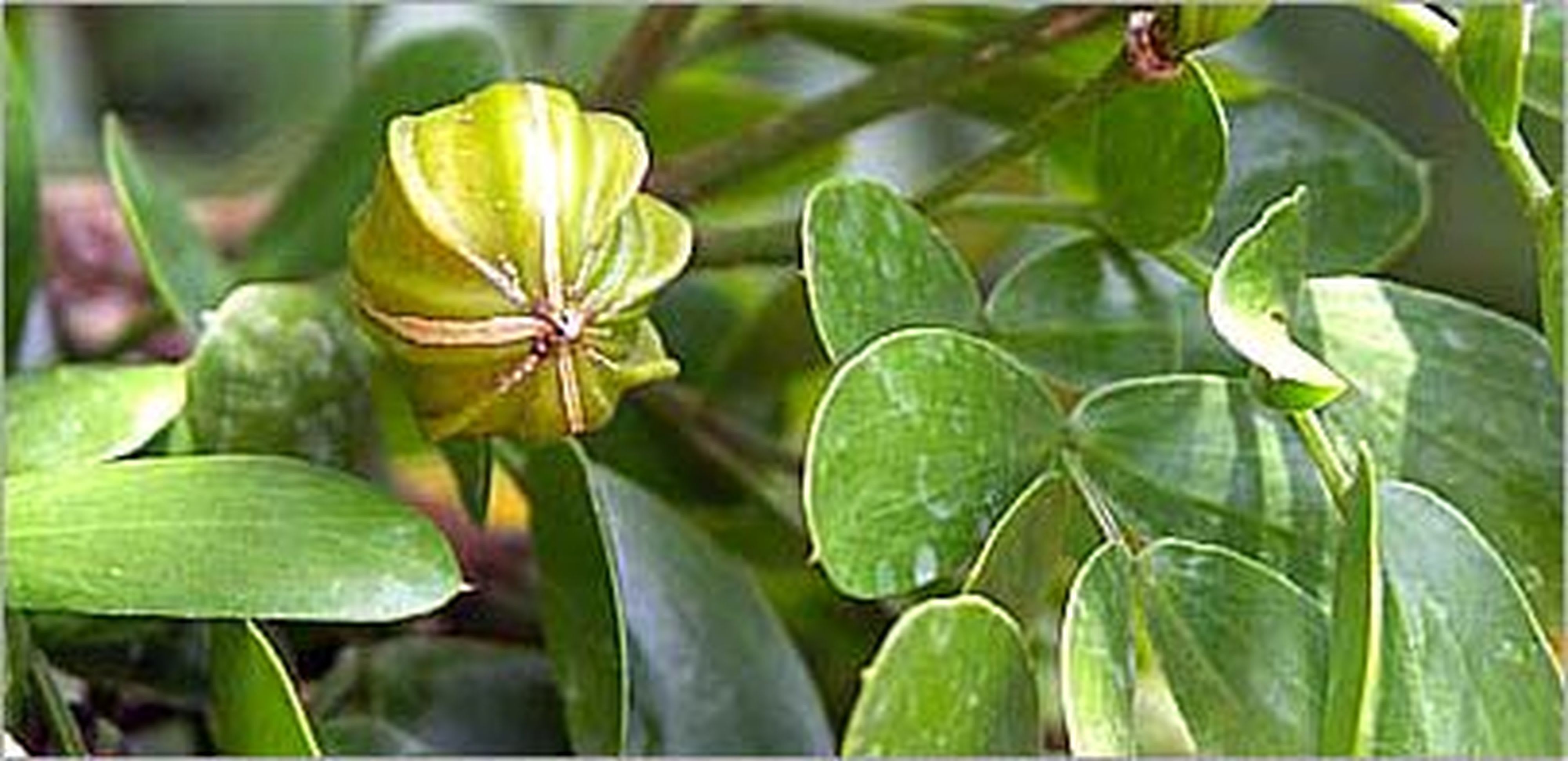 Teddington - Bidon 5 Litres d'émulsion d'huiles essentielles parfum luxe