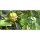 Teddington - Bidon 5 Litres d'émulsion d'huiles essentielles parfum luxe