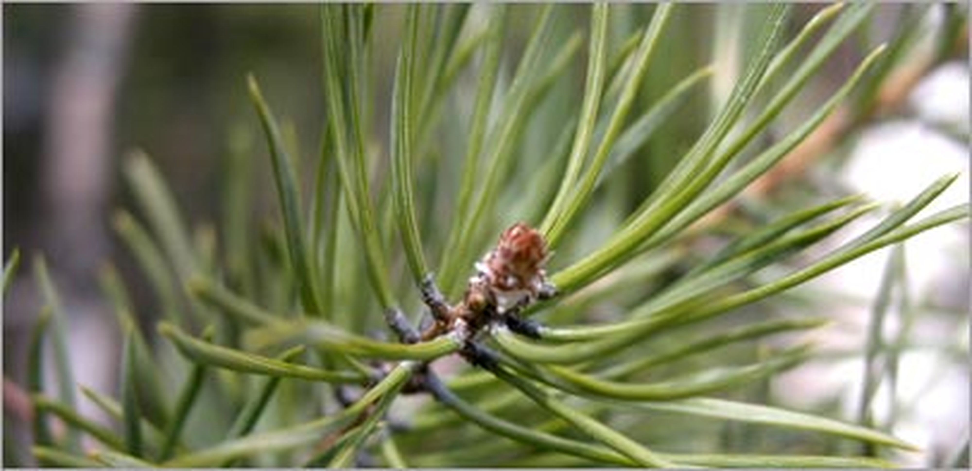 Teddington - Bidon 5 Litres d'émulsion d'huiles essentielles parfum Pin