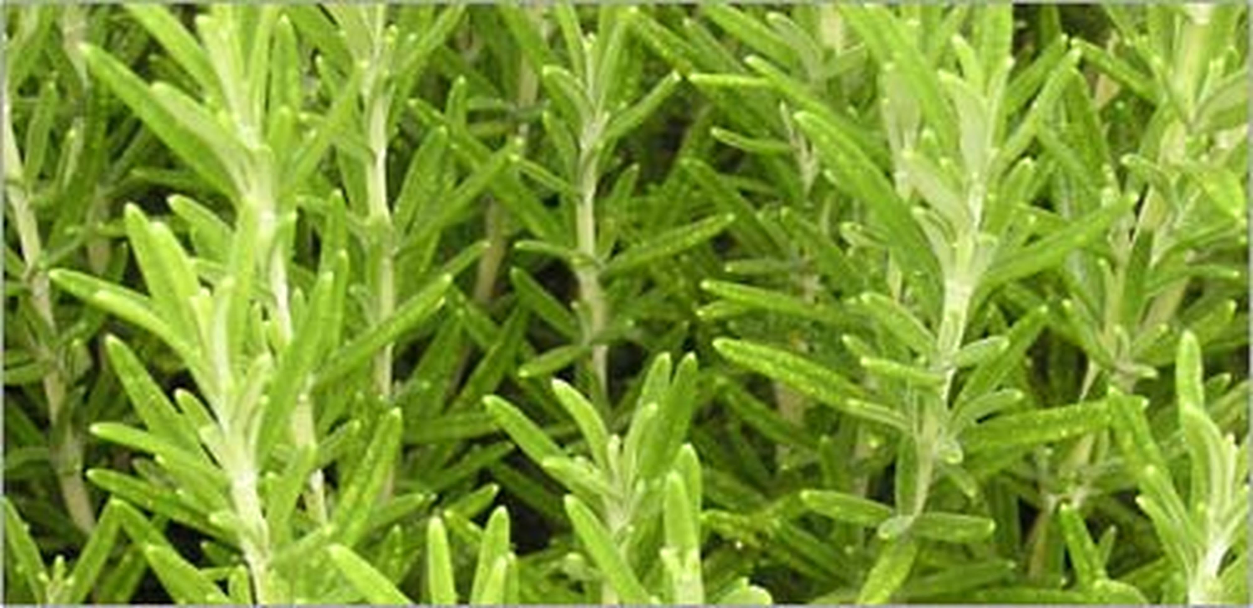 Teddington - Bidon 5 Litres d'émulsion d'huiles essentielles parfum Romarin