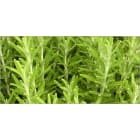 Teddington - Bidon 5 Litres d'émulsion d'huiles essentielles parfum Romarin