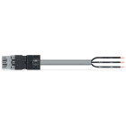Wago Contact - Câble de raccordement connecteur mâle # extrémité non racc 3 pôles, gris