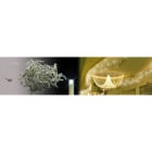 Blachere - Stalactite LED Blc&flash-4,5m-câble Blan 90 led blanc pur + 30 flash led blanc