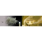 Blachere - Stalactite LED Bc C&flash-4,5m-câble Blc 90 led blanc chaud + 30 flash led blanc