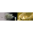 Blachere - Stalactite LED Bc C&flash-4,5m-câble Blc 90 led blanc chaud + 30 flash led blanc