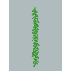 Blachere - PLANT