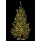 Blachere - SAPIN NORDICA PM