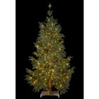 Blachere - SAPIN NORDICA PM