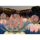 Blachere - LOTUS ROSE