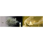 Blachere - Stalactite LED Blc&flash-4,5m-câble Blan 90 led blanc pur + 30 flash led blanc